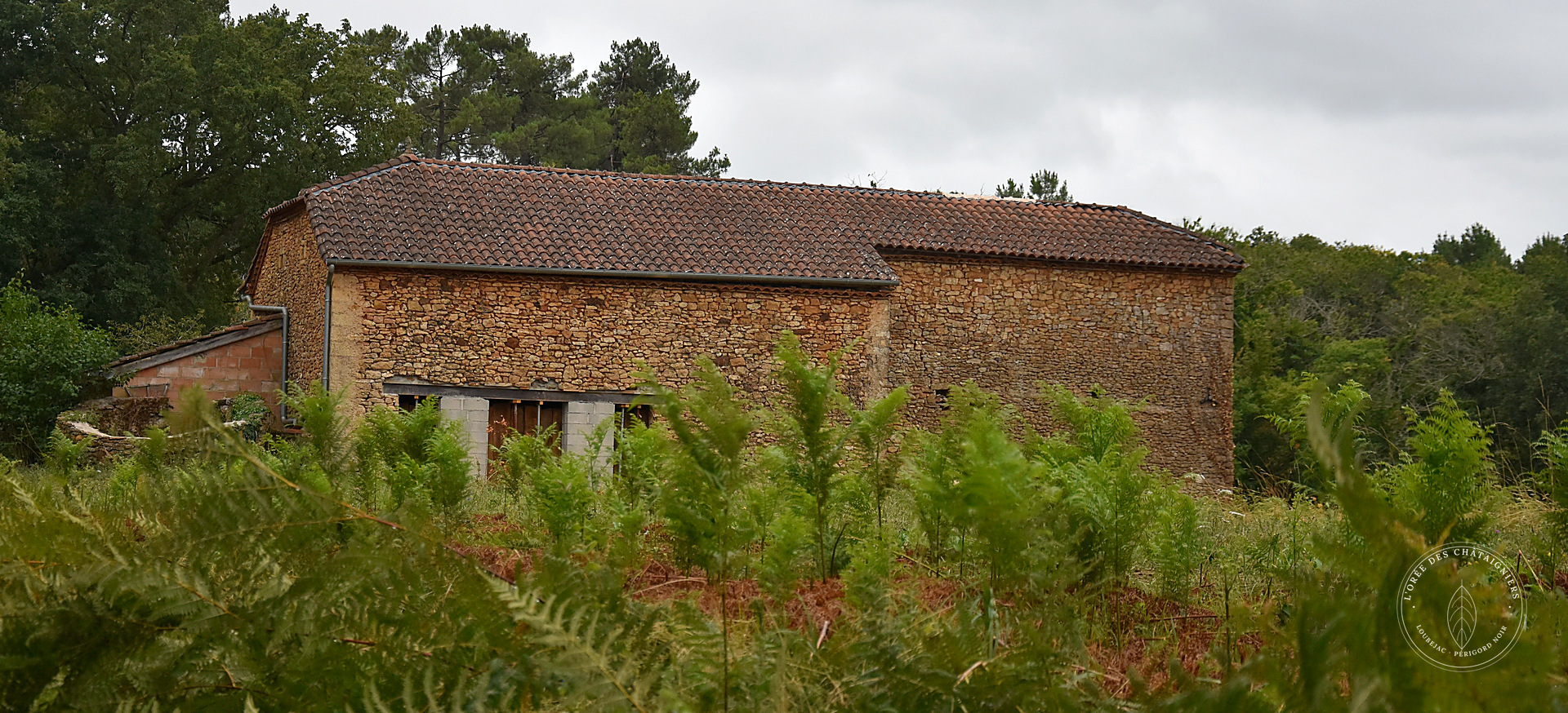 8. Oak, not pine